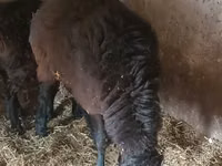 Carnero, Rhon sheep — foto 1