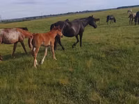 Mare, Horses — photo 2