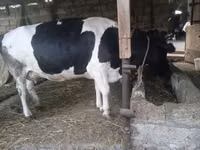 Vaca, Russian Black pied cattle — foto 5