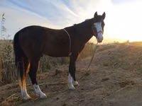 Caballo, Caballos — foto 3