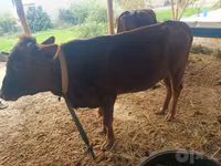 公牛, Cattle — 照片 2