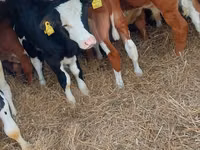 Bull, Simmental cattle — photo 3