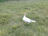 Turkeys — Foto 3