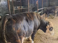 Бұқа, Simmental cattle — 1-сурет