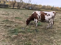 Cow, Russian Black pied cattle — photo 2