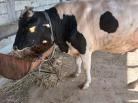 Bulle, Russian Black pied cattle — Foto 2
