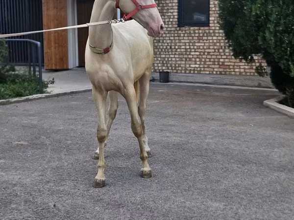 Hengst, Akhal-Teke