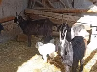 Ziege, Ziegen — Foto 3