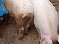 Eber, Schweine — Foto 5