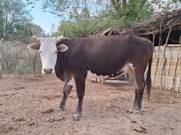 गाय, हेरफोर्ड — कज़ाखस्तान