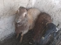 كبش, الأغنام — الصورة 1