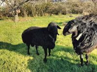 Widder, Tian-Shan semifinewool sheep — Foto 2