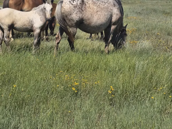 فرس, Kazakh horse