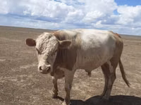 公牛, Simmental cattle — 照片 1