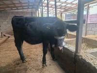 Kuh, Holstein-Rasse — Foto 3