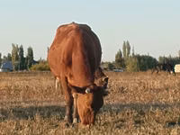 Vaca, Ganado vacuno — foto 6