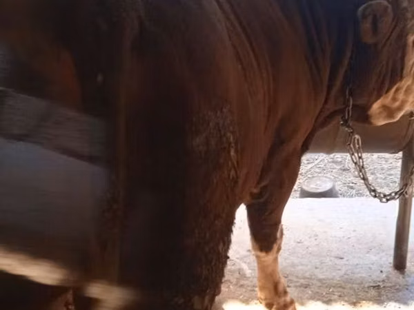 公牛, Simmental cattle — 乌兹别克斯坦