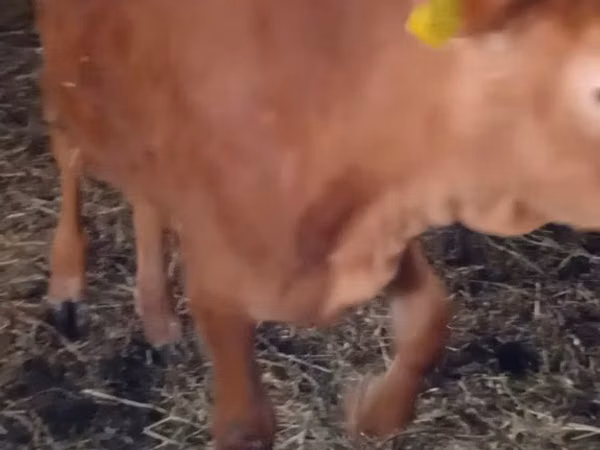 Vaca, Vaca Limousin