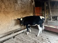 Kuh, Russian Black pied cattle — Foto 1