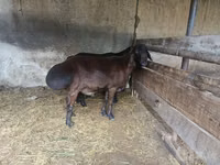 Widder, Hissar sheep — Foto 3