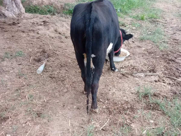 Bovinos (lote, sexo no especificado), Ganado vacuno
