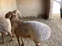 Schafe (Partie, Geschlecht nicht angegeben), Arashan sheep — Foto 3