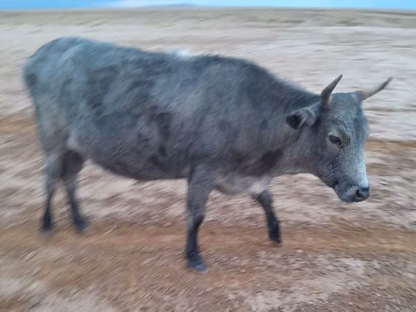 Toychoq, Otlar — Qozogʻiston