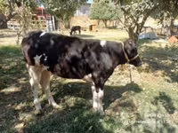 गाय, Russian Black pied cattle — फ़ोटो 3
