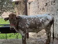 بقرة, الماشية — الصورة 4