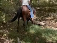 حصان, Rocky Mountain Horse — الصورة 8