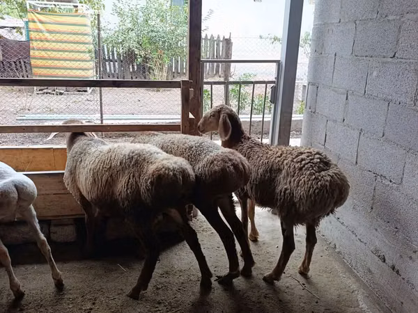Schaf, Rhon sheep