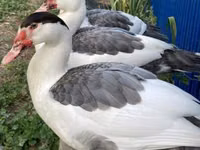 pato criollo doméstico — foto 7