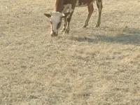 母牛, Cattle — 照片 3