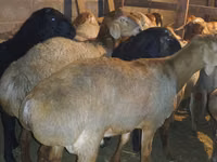 Widder, Arashan sheep — Foto 3