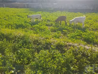 Cabra, Cabras — foto 2