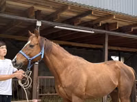 Hengst, Arabian horse — Foto 2