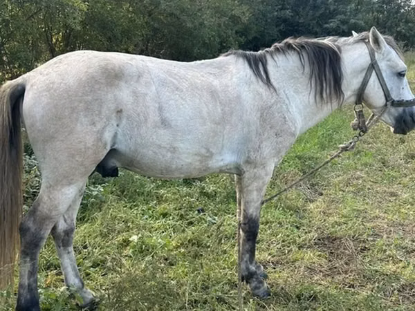 公马, Horses