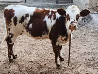 Bulle, Simmental cattle — Foto 4