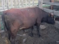 母牛, Cattle — 照片 2