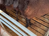 كبش, Hissar sheep — الصورة 3