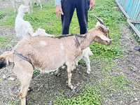 عنزة, Alpine goat — الصورة 7
