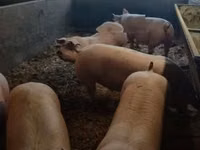 公猪, Pigs — 照片 2
