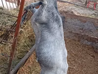Echki, Saanen goat — 4-rasm