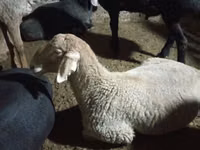 كبش, الأغنام — الصورة 2