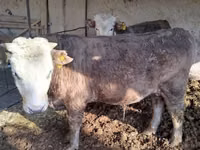 Bulle, Simmental cattle — Foto 8