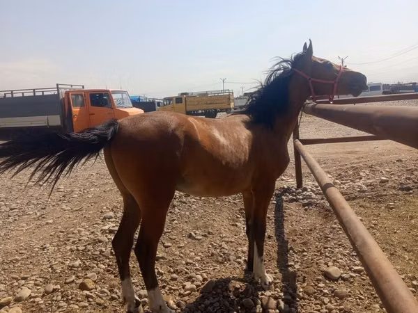 Hengst, Friesian sport horse — Kirgisistan