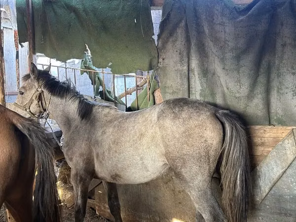 Yegua, Caballos