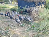 برونز — الصورة 1
