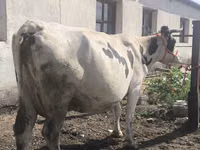 Kuh, Russian Black pied cattle — Foto 2