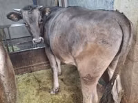 Vaca, Swiss cattle — foto 3